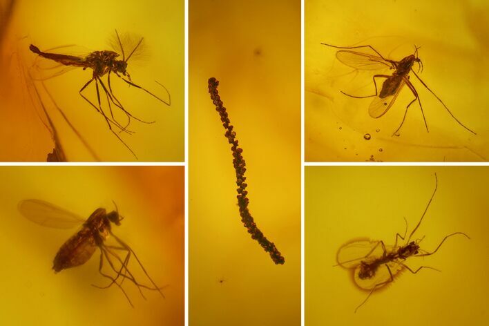Five Fossil Flies (Diptera) & Liverwort (Bryophyta) in Baltic Amber #173650